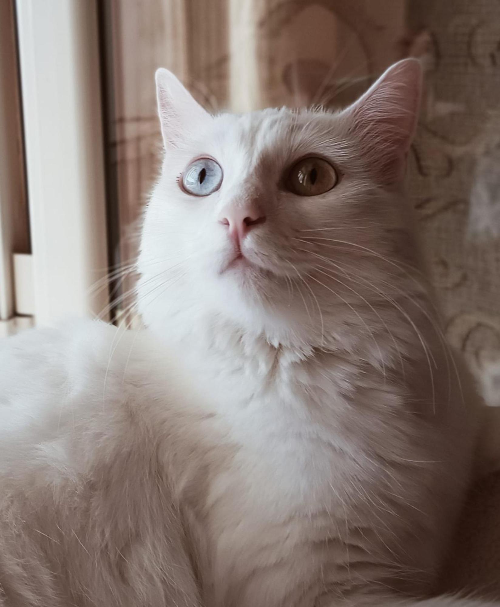 Villa The White Cat Neapel Exterior foto